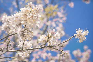 Cherry Blossom trees in spring, The wild himalayan cherry