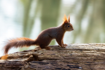 Eurasian red squirrel on a tree trunk