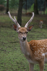 Buck with growing antlers