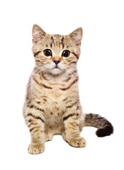 Portrait cute kitten Scottish Straight isolated on white background