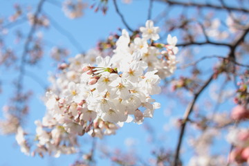 桜