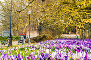Crocuses blooming in color in a city park in Szczecin, Poland