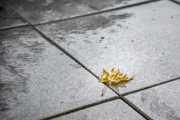 Yellow Leaf in the Fall Rain