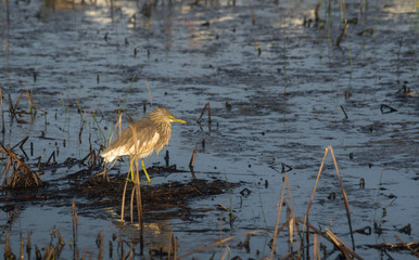 Perched Sandpiper