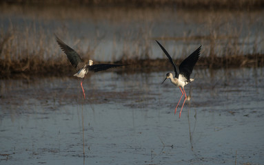 Black-winged Stilts