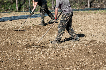 Farmers raking freshly rotovated or tilled soil