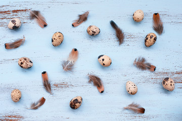 Fototapeta na wymiar Quail eggs and feathers on blue wooden boards