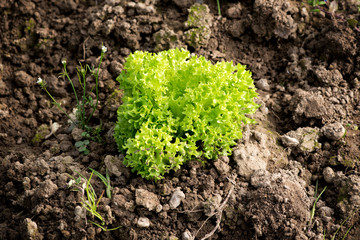 Gourmet lettuce plant in soil