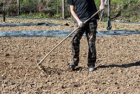 Many raking tilled soil at a farm or nursery