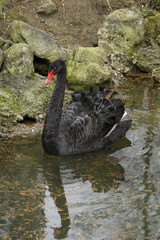 Obraz premium lack swan is swimming