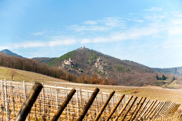 Fototapeta na wymiar Springtime landscape of french vineyard on hills and valley field.