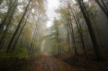 forest path on rainy autumn day