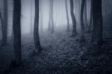 dark woods Halloween landscape forest at night