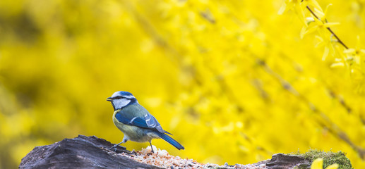 Tit, Blue mansion in winter eating seeds and fat in a garden