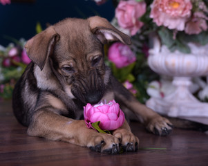 Cute puppy lying on the floor with flowers