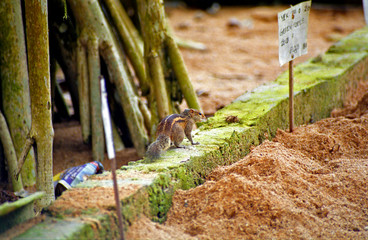 Indian palm squirrel, Kosgoda, Sri Lanka