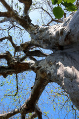 baobab