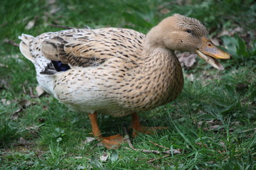 Anas clypeata