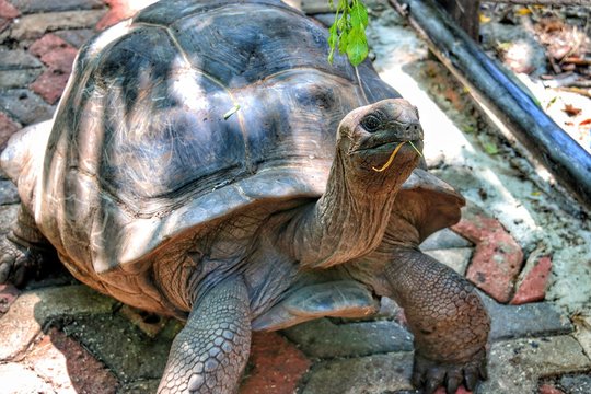 Seychelles turtle