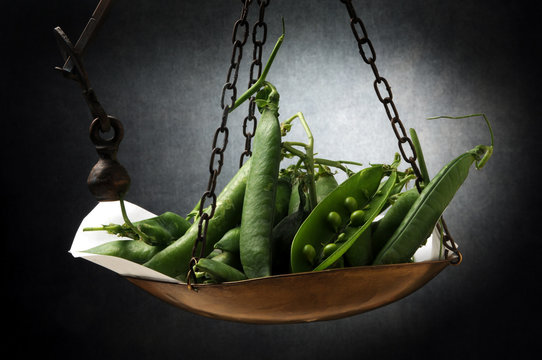 Pisum sativum Guisante Đậu H&agrave; Lan Ch&iacute;charo &Auml;rt Groch zwyczajny Peas Piselli Arveja Pisello Pea
