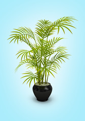 Obraz na płótnie Canvas fern green vase in black pot on blue gradient background