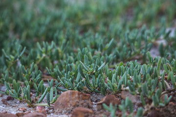 Morning in the field, green  grass background