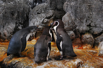 向かい合う3匹のペンギン