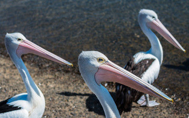 Pelicans waiting for their pray