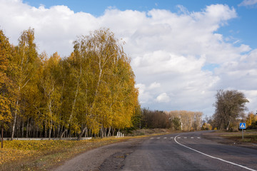 Birch in autumn and sky.