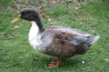 canard de vouillé