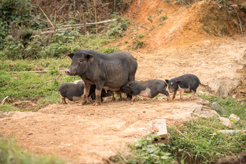 Schweine Familie