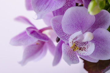 Fototapeta na wymiar Mini Orchideen