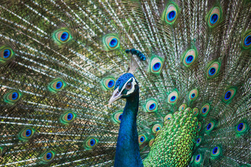 Portrait of beautiful peacocks are spread tail-feathers.