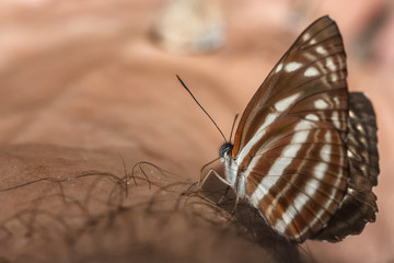 Fototapeta na wymiar a detail of a butterfly on a hand