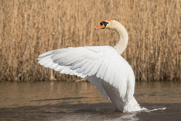 Mute Swan, Swans, Cygnus olor