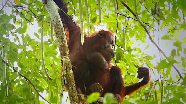 A truly Wild Endangered female Bornean Orangutan (Pongo pygmaeus) eats seed pods in a Cassia javanica tree (AKA Java Cassia, Pink Shower, Apple Blossom & Rainbow Shower Tree) in the jungles of Borneo.