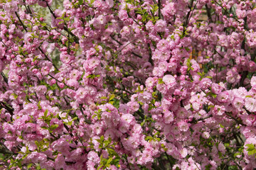 Obraz premium Flowering Japanese Cherry in spring.
