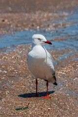 Seagull at beach