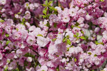 Flowering Japanese Cherry in spring.