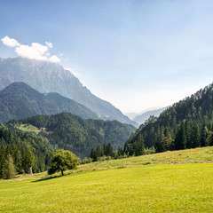 Mountain valley with green trees