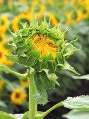Close Up Of Yellow Sunflower Bud About To Blossom In The Field