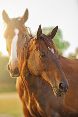 Fototapeta premium Portrait of a couple of horse in the sun at morning.
