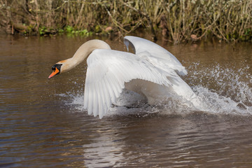 Mute Swan, Swans, Cygnus olor