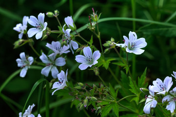 Wild flower. A geranium flower growing on a summer meadow. 