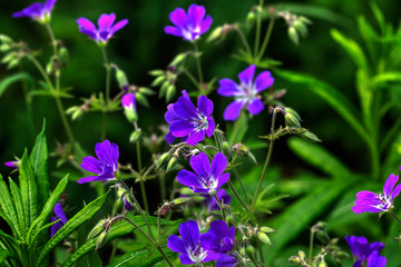 Fototapeta premium Wild flower. A geranium flower growing on a summer meadow. 