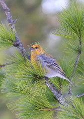Pinicola enucleator. The female pine-grosbeak closeup in the Siberian taiga
