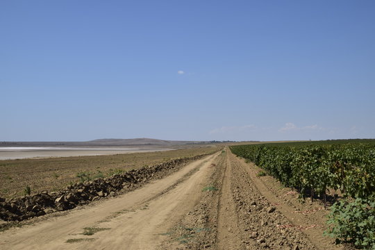 The grape gardens. Cultivation of wine grapes at the Sea of Azov