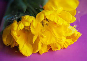 yellow tulips close up