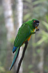 Masked shining parrot