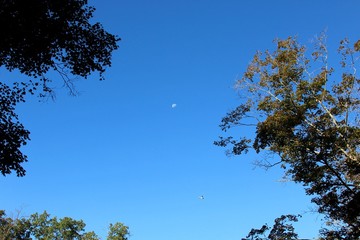 The moon in the blue clear sky above the treetops.
